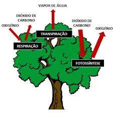 Funções das folhas A entrada e saída de gases na fotossíntese e na respiração e a saída de vapor de água na transpiração acontecem