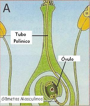 FECUNDAÇÃO Dentro do tubo polínico existem dois núcleos (núcleos espermáticos).