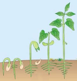 GERMINAÇÃO É o desenvolvimento da semente para gerar nova planta Condições adequadas de: Luz Umidade