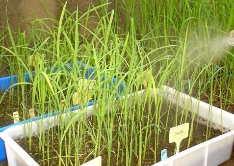 Vamos investigar as Plantas é  Vegetal (SPFV), cabendo à