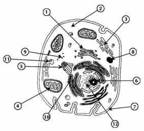 2. A ilustração apresentada a seguir representa uma célula animal. Observe-a. As estruturas dessa célula, vistas como se fossem por meio de um microscópio eletrônico, foram apontadas e numeradas.