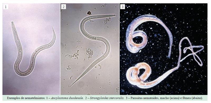 Nematelmintos - Filo Nematoda São vermes de corpo alongado e