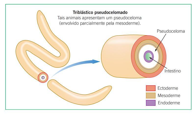 pseudocelomados e protostômios O pseudoceloma promove: espaço para