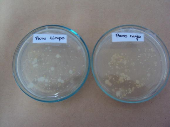 nas amostras colhidas antes da higienização das superfícies (Figura 1A, B, C e D).