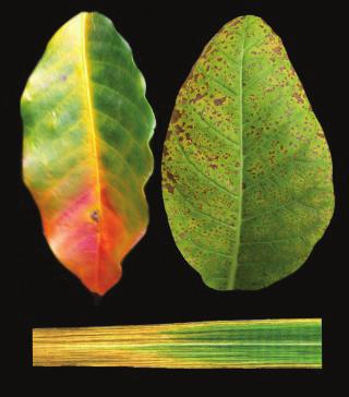 PPGPV Fósforo (P) Cor amarelada das folhas, a princípio das mais velhas Folhas novas avermelhadas Pouco brilho, cor vede-azulada ou manchas pardas