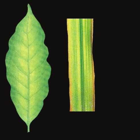 PPGPV Enxofre (S) Clorose, primeiro nas folhas mais novas Folhas pequenas com enrolamento das margens Necrose e desfolhamento Internódios curtos Redução do Menor nodulação nas leguminosas