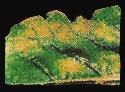 Tópicos Especiais em Produção Vegetal V Cloro (Cl) Diminuição do tamanho das folhas Murchamento de folíolos apicais das folhas mais velhas Clorose, bronzeamento, necrose Supressão da frutificação