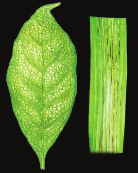 PPGPV Manganês (Mn) Molibdênio (Mo) Zinco (Zn) Clorose das folhas novas seguida de branqueamento; Manchas pequenas e necróticas nas folhas que apresentam formas