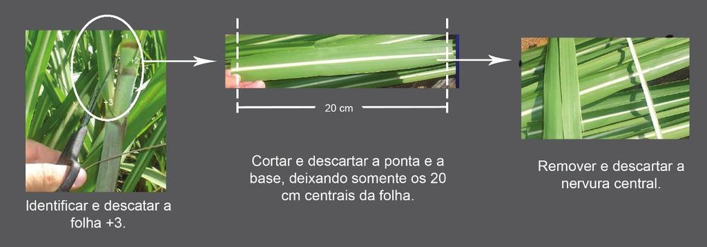 PPGPV Figura 4. Recomendação para amostragem de folhas de cana-de-açúcar. Passo 2: Amostragem A amostra precisa ser representativa, sempre de plantas de uma mesma cultivar e de uma mesma idade.