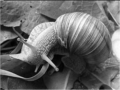 Gastropoda: