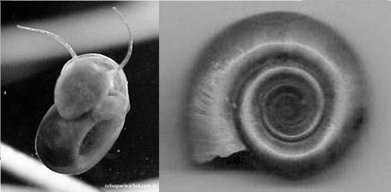 Biomphalaria: hospedeiro de Schistosoma Evolução dos mollusca Milhões de anos atrás Evento 300 Gastrópodes