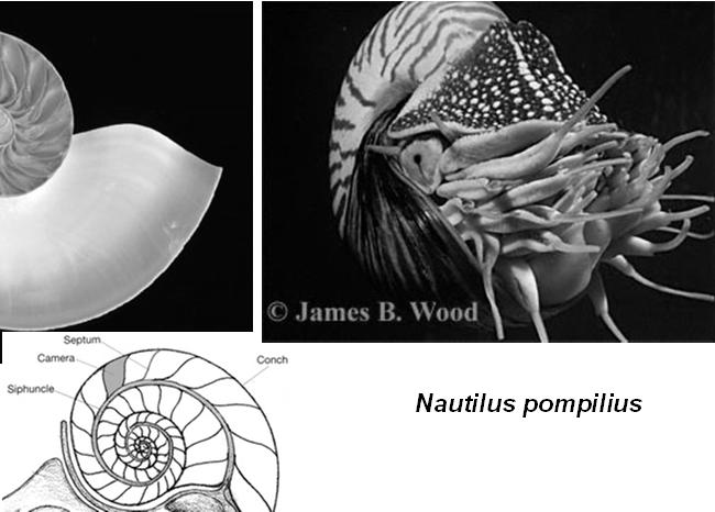 Morfologia dos Nautilloidea Septo Sifúnculo Escudo