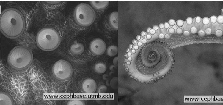 ventosa Subclasse Coleoidea: conchas internas, reduzidas ou