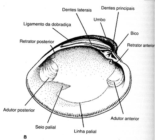 dióica Tridacna gigas Dr.H.