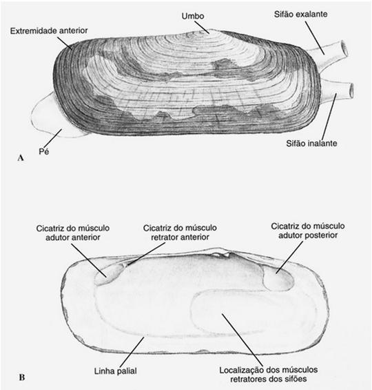Sistema muscular de Bivalvia: ligamentos e abertura da concha Características da concha