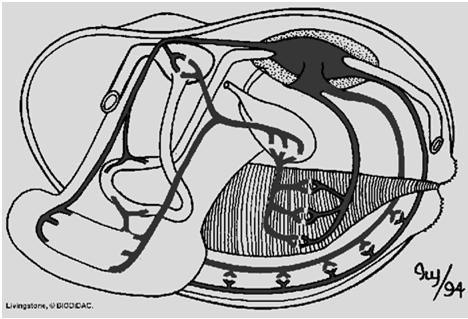 pericardial Átrio Aorta posterior Vasos branquiais eferentes Hickman et al.