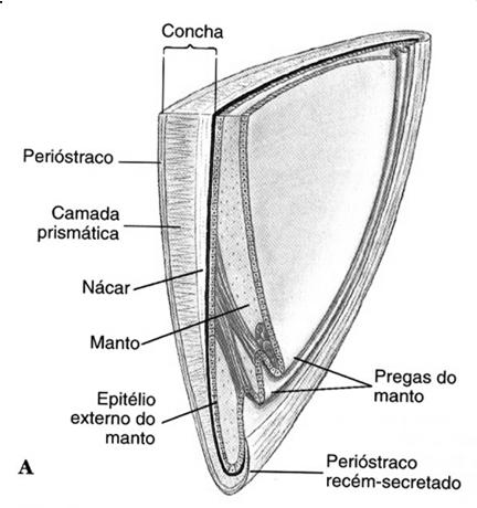 Composição da concha Classes Características Conchifera APLACOPHORA POLYPLACOPHORA vermiformes sem concha, pé ausente ou reduzido