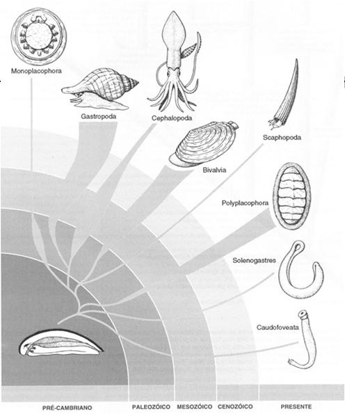 Mollusca: derivações e abundância relativa Aplacophora: Classes Solenogastres e Caudofoveata