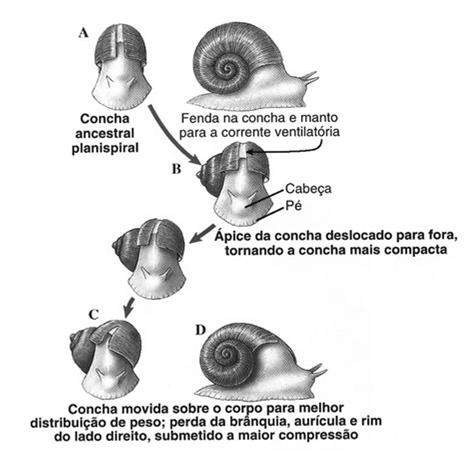 Classe Gastropoda: evolução da concha