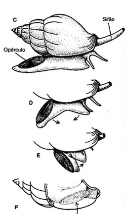 desenvolvimento completo Pomacea