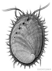 Classificação dos gastrópodes Prosobranchia: ordem Archaeogastropoda Subclasse Prosobranchia Ordem