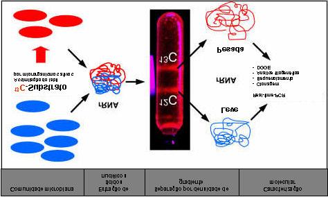 Figura 1. Teste de isótopos estáveis de ácidos nucléicos. Representação esquematica de etapas envolvidas no teste de isotopos estáveis de ácidos nucléicos. 1. Comunidade marcada isotopicamente, incorporação de substratos marcado por 13C por microrganismos ativos estimulados pela adição de substratos próximos as condições naturais.