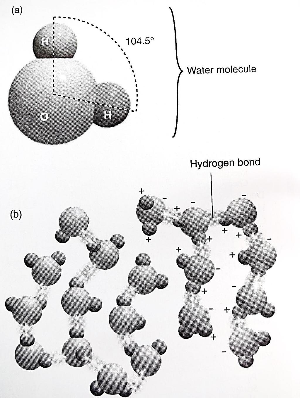 Molécula polar Pontes de hidrogênio VISCOSIDADE TENSÃO