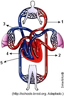 (A) A artéria pulmonar conduz sangue, rico em oxigênio, do coração para todo o corpo. (B) As veias pulmonares conduzem o sangue arterial, rico em oxigênio, dos pulmões ao coração.
