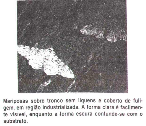 Muitas indústrias instalaramse nessa região e eliminavam grandes quantidades de fuligem e resíduos que se espalham pelos arredores cobrindo casas, muros e os troncos da árvores.