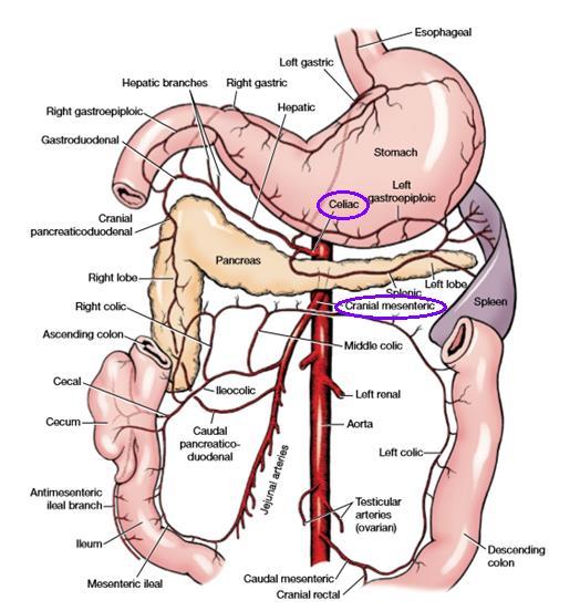 41 Conforme pode ser observado na Figura 11, após um tronco curto, a artéria celíaca divide-se em três artérias: hepática comum, esplênica e gástrica esquerda. (Goshal, 1986; Konig et al., 2004).