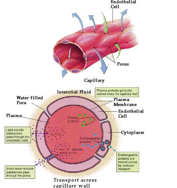 ARTERIAL