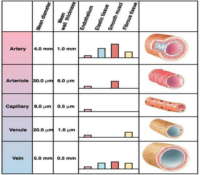 Sistema Venoso O sistema venoso é uma continuidade do sistema arterial, pois logo após o sangue passar pelos capilares e trocar seus nutrientes com os tecidos ele é quase que gotejado para dentro das