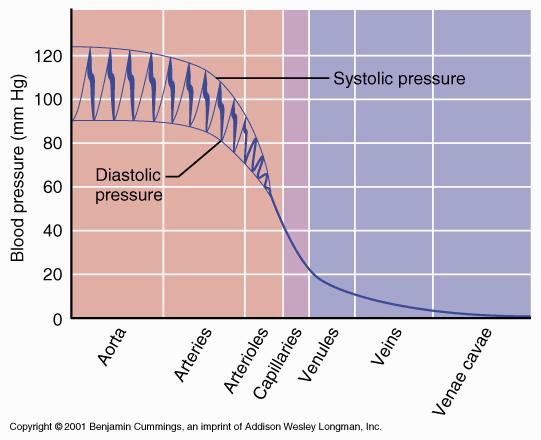 ARTERIAL O sangue flui sempre de uma área de pressão alta para outra de pressão baixa. Observe que a pressão flutua nas artérias e arteríolas, porém mantem-se constante nos capilares.