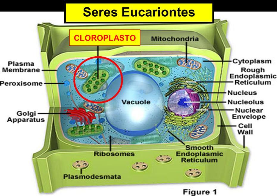 Nos eucariontes, a fotossíntese