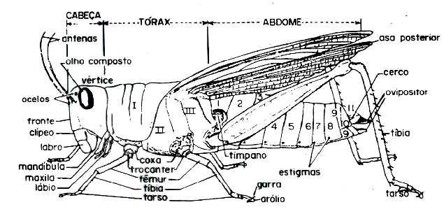 1), já que também apresentam exoesqueleto quitinoso, corpo segmentado, simetria bilateral, ocelos e olhos compostos? Figura 1 a)arachinida; b)insecta; c)crustáceo; d)diplópoda; e)quilópoda.