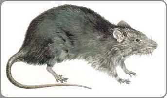 Os ratos São animais de hábitos noturnos, por ser mais seguro saírem de seus abrigos à noite, à procura de alimento.
