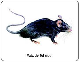 Ratos de Telhado Os ratos de telhado ainda preservam seus instintos silvestres, tendo preferência pela construção de abrigos nas partes altas das edificações, e, por esta razão, são também conhecidos