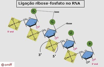 Através de sucessivas reações de condensação, forma-se a cadeia de ácido nucléico: Destaca-se que ácidos nucléicos não possuem enxofre em sua composição.