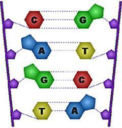 Estas fitas interagem entre si através de bases nitrogenadas, que são capazes de realizar ligação de hidrogênio entre si.