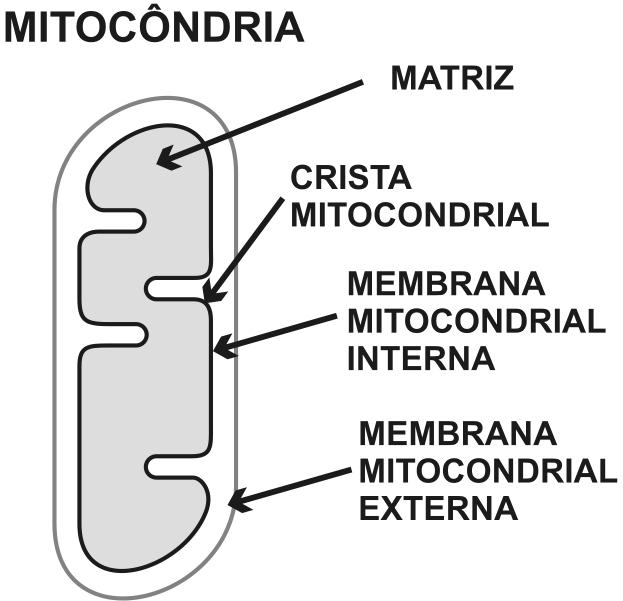 Fig. 2 Mitocôndria Organela citoplasmática responsável pela respiração celular O processo que, através da destruição das cadeias de carbono, libera a energia química necessária ao metabolismo é a