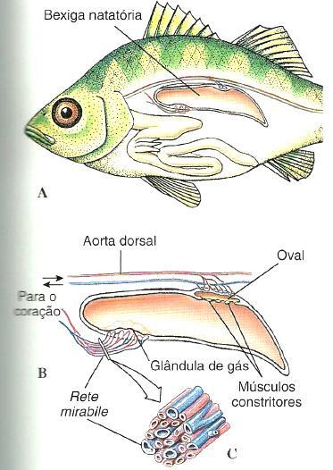 Flutuação: Bexiga natatória Ajuste do volume de gás na bexiga permite a flutuação Capilares sanguíneos, conhecidos como