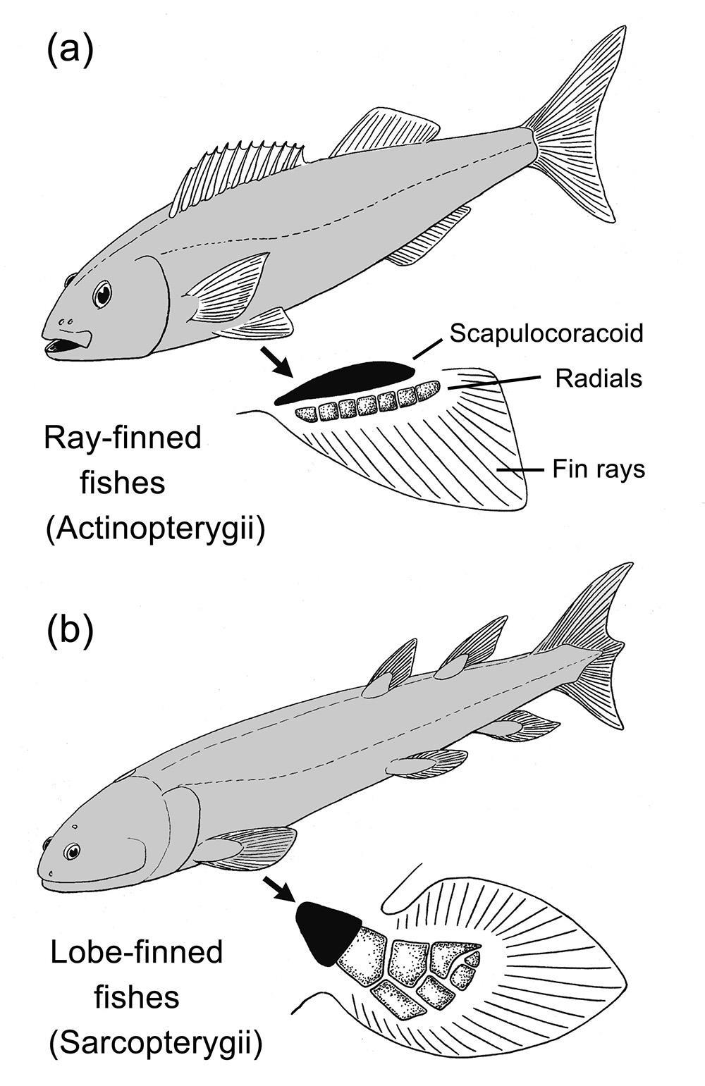 Osteichthyes Classe Actinopterygii Actino = raio Pterígeo = nadadeiras Nadadeiras raiadas desde a base Peixes mais especializados Classe