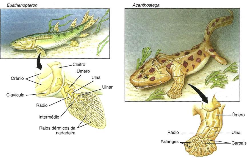 Os membros dos tetrápodes evoluíram a partir das nadadeiras dos peixes paleozoicos Peixe de nadadeiras lobadas possuía nadadeiras