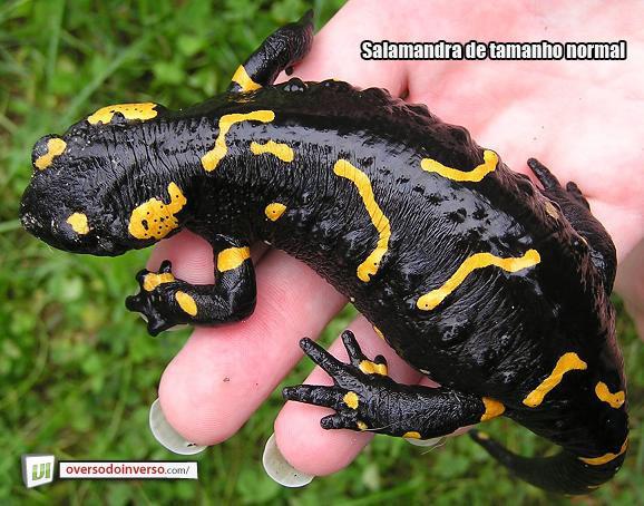 Ordem Caudata Nome comum: salamandras Diversidade: ~360 espécies Distribuição: Hemisfério