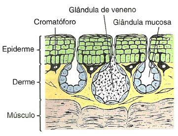 Tegumento e Coloração Pele delgada e úmida 2 camadas Epiderme estratificada com queratina proteção contra abrasão e perda de água Derme glândulas mucosas - muco