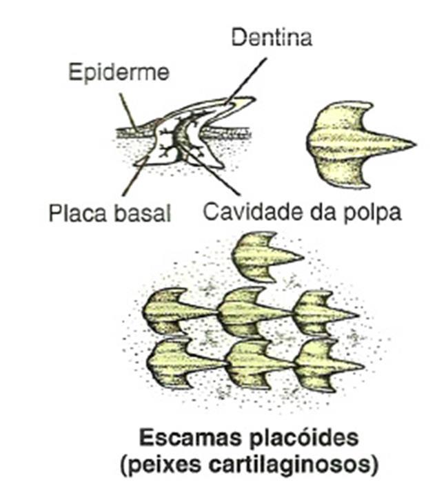 Classe Chondrichtyes Peixes cartilaginosos Tubarões, raias,