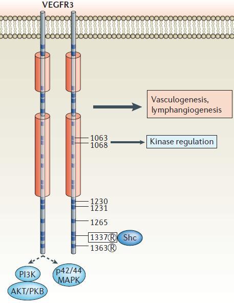64 Vasculogênese linfangiogênese Regulação quinase Figura 2. Estrutura do VEGFR-3 com os sítios de regulação e transdução de sinalização. Fonte: Adaptado de Olsson et al. (2006).