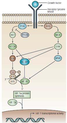 75 Fator de crescimento Receptor tirosina quinase Síntese proteína HIF1-α Figura 4. Regulação da síntese da proteína HIF-1α. FONTE: Adaptado de Semenza (2003).