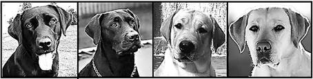 A proporção fenotípica esperada para cães pretos, chocolate e dourados, respectivamente, no cruzamento entre um macho preto, EeBb, e uma fêma dourada, eebb, é (A) 3 : 1 : 4 (B) 9 : 3 : 4 (C) 3 : 4 :