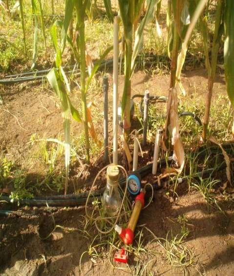 sorgo) e num Antrossolo (milho) Cultura de milho grão